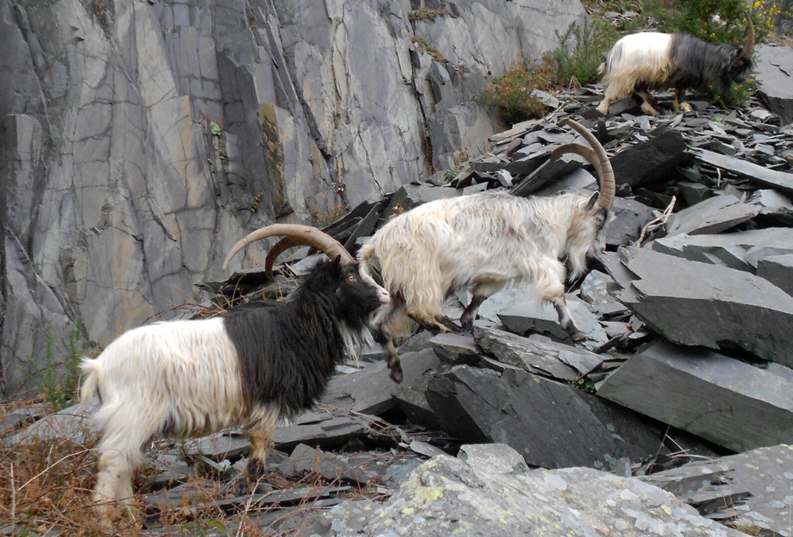 Welsh wildlife in Snowdonia